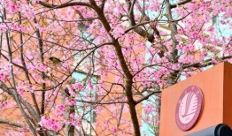 樱花校园最新爆料,最新爆料带你走进校园风云