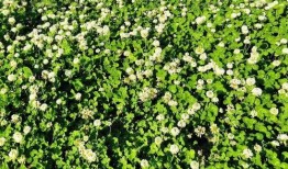 爆料半亩花田视频大全下载,下载攻略与热门内容一览